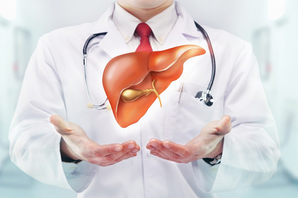 Gan giúp đào thải độc tố, chuyển hóa thức ăn và dự trữ năng lượng 