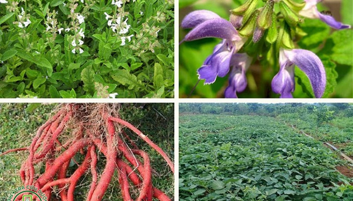 Đan Sâm Là Gì? 12 Tác Dụng Nổi Bật Và Lưu Ý Khi Sử Dụng