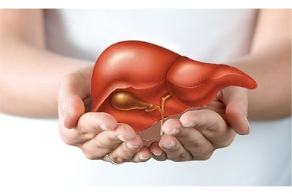 Gan là bộ phận quan trọng giúp đào thải độc tố ra khỏi cơ thể 
