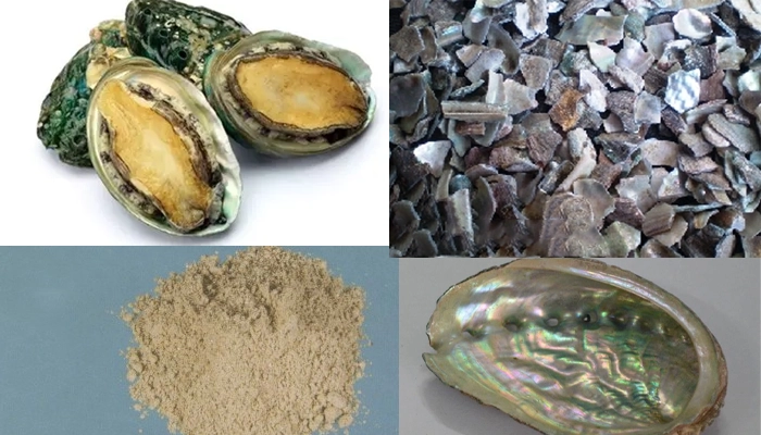 Thạch Quyết Minh Là Gì? Vị Thuốc Đông Y Giúp Sáng Mắt, Hạ Áp Hiệu Quả