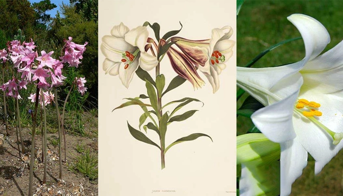 Bách Hợp Có Tác Dụng Gì? Vì Sao Nhiều Người Dùng Để Ngủ Ngon Hơn?