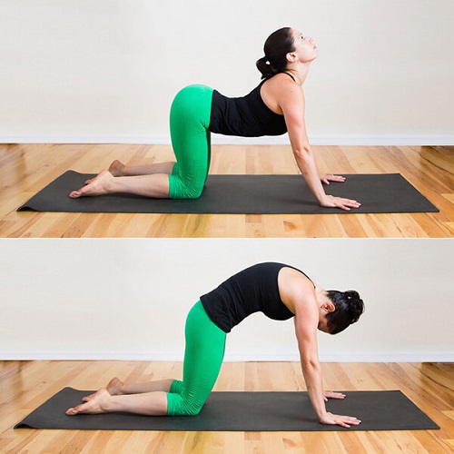 Bài tập yoga tư thế con mèo giúp chữa đau thắt lưng