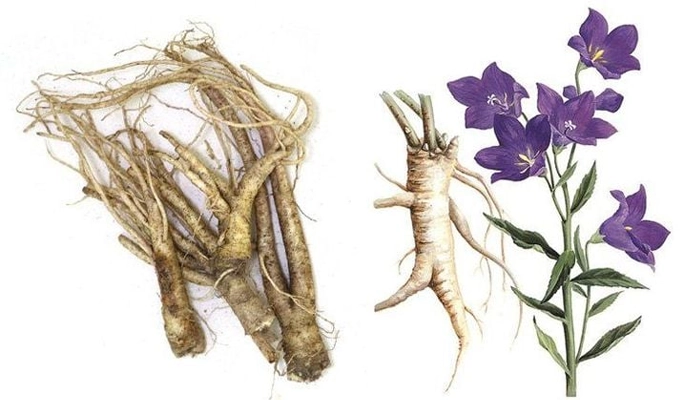 Tác Dụng Của Cát Cánh Đối Với Sức Khỏe Và Đường Hô Hấp