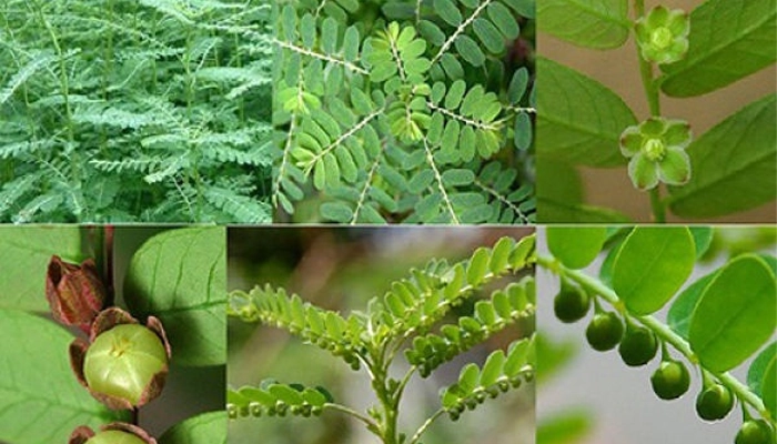 Diệp hạ châu là gì? Cách dùng đúng để tốt cho gan