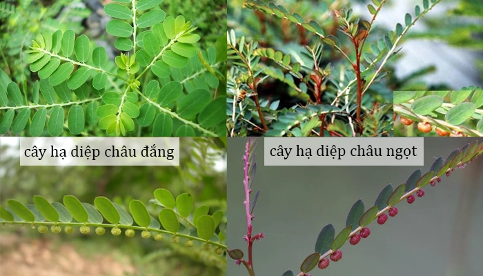 Diệp hạ châu là gì? Cách dùng đúng để tốt cho gan