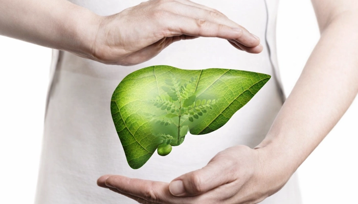 Diệp hạ châu là gì? Cách dùng đúng để tốt cho gan