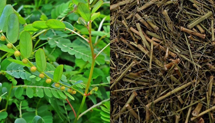 Diệp hạ châu là gì? Cách dùng đúng để tốt cho gan