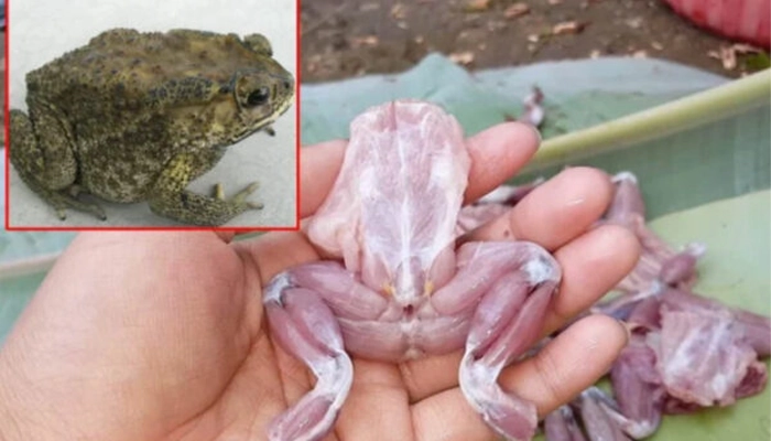 Thiềm tô (con cóc) là gì? Công dụng, độc tính và vì sao không nên tự ý dùng