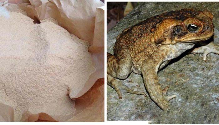 Thiềm tô (con cóc) là gì? Công dụng, độc tính và vì sao không nên tự ý dùng