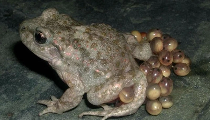 Thiềm tô (con cóc) là gì? Công dụng, độc tính và vì sao không nên tự ý dùng