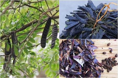 Bồ kết giúp chữa viêm xoang mãn tính hiệu quả
