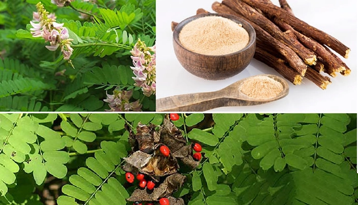 Cam Thảo Trong Đông Y: Công Dụng Thực Tế Và Cách Dùng An Toàn