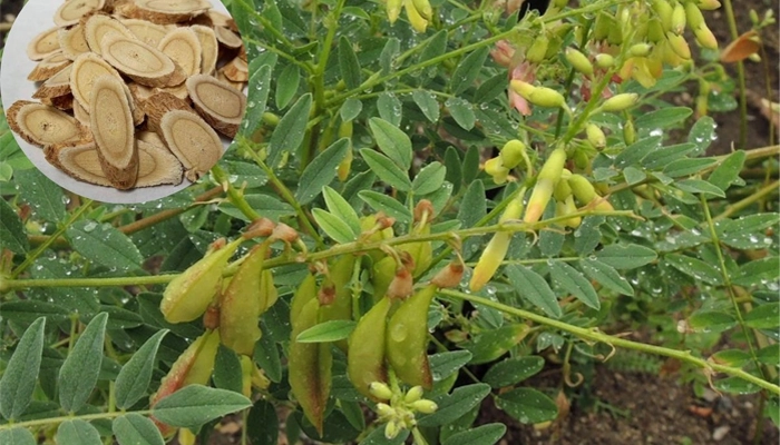 Tác Dụng Của Hoàng Kỳ: Vị Thuốc Bổ Khí Được Đông Y Trân Quý