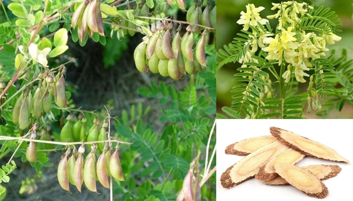 Tác Dụng Của Hoàng Kỳ: Vị Thuốc Bổ Khí Được Đông Y Trân Quý