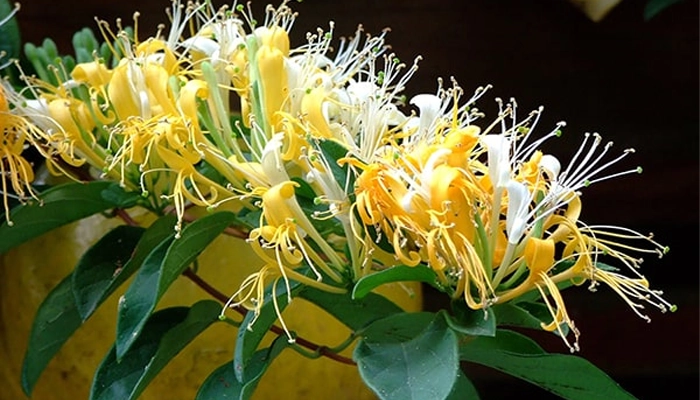 Kim Ngân Hoa Có Gì Mà Đông Y Dùng Suốt Hàng Trăm Năm?