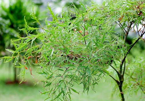 Đinh lăng là loại cây được trồng rất phổ biến nhiều nơi