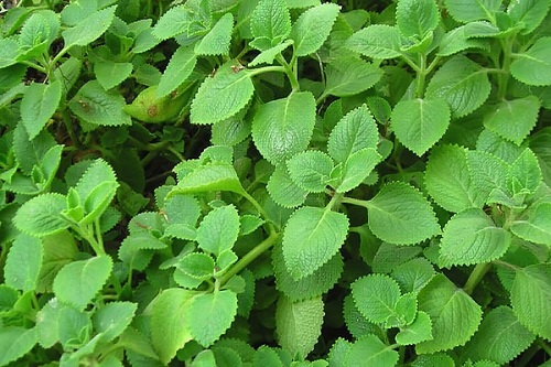 Lá húng chanh chữa viêm họng hiệu quả