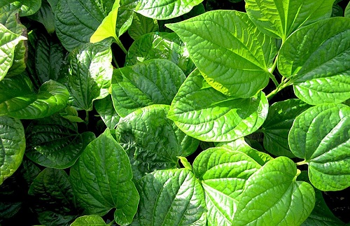 Lá lốt kết hợp cùng nhiều thảo dược khác giúp chữa đau dây thần kinh tọa
