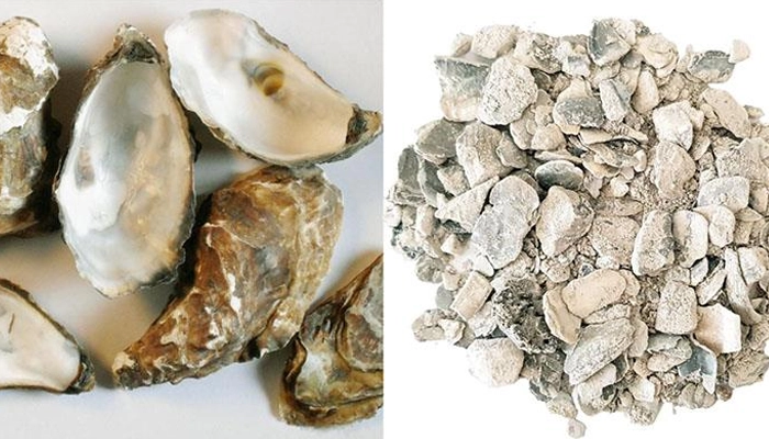 Mẫu Lệ là gì? Dược Liệu Vỏ Hàu – Tác Dụng Cố Tinh, Chữa Viêm Loét và Cách Dùng