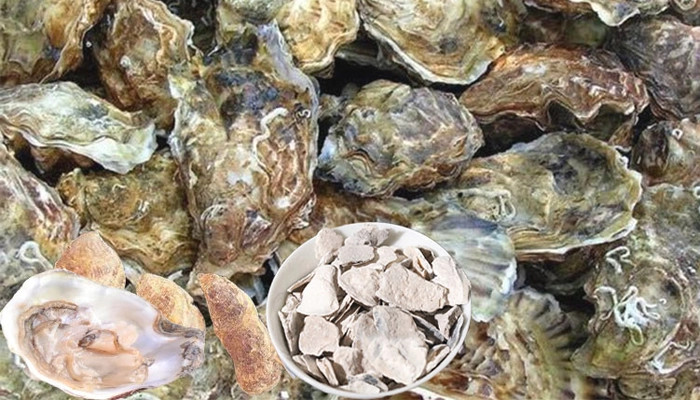 Mẫu Lệ là gì? Dược Liệu Vỏ Hàu – Tác Dụng Cố Tinh, Chữa Viêm Loét và Cách Dùng