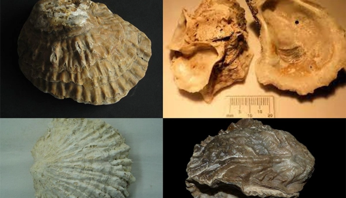 Mẫu Lệ là gì? Dược Liệu Vỏ Hàu – Tác Dụng Cố Tinh, Chữa Viêm Loét và Cách Dùng