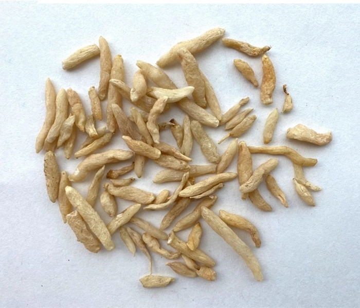 Mạch Môn Là Gì? Lợi Ích Với Phổi, Tim Mạch Và Giấc Ngủ