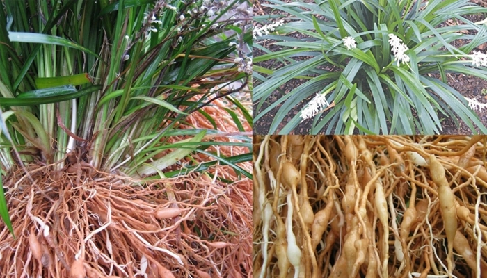 Mạch Môn Là Gì? Lợi Ích Với Phổi, Tim Mạch Và Giấc Ngủ