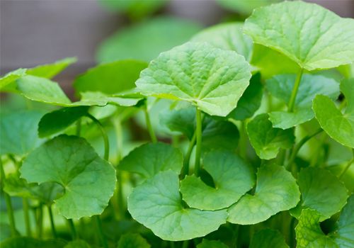 Rau má chữa đau dây thần kinh tọa hiệu quả