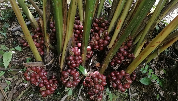 Sa Nhân Có Tác Dụng Gì? Cách Dùng Sa Nhân An Toàn, Hiệu Quả