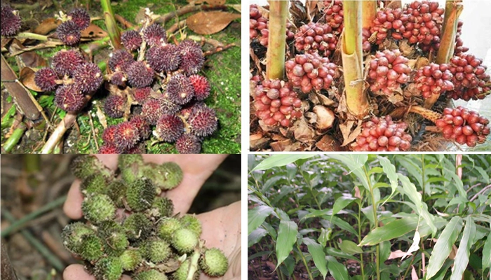 Sa Nhân Có Tác Dụng Gì? Cách Dùng Sa Nhân An Toàn, Hiệu Quả