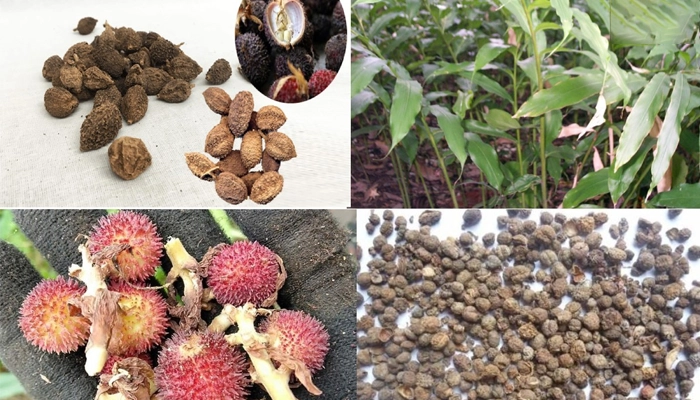 Sa Nhân Có Tác Dụng Gì? Cách Dùng Sa Nhân An Toàn, Hiệu Quả