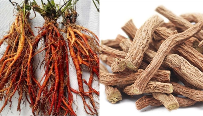 Đan Sâm Là Gì? 12 Tác Dụng Nổi Bật Và Lưu Ý Khi Sử Dụng