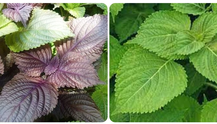 tác dụng của tía tô trong đông y và đời sống hằng ngày