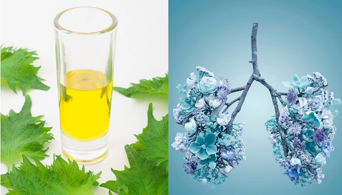 tác dụng của tía tô trong đông y và đời sống hằng ngày