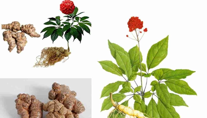 Tam Thất – Nhỏ Bé Nhưng Quyền Năng: 12 Lợi Ích Khiến Ai Cũng Bất Ngờ