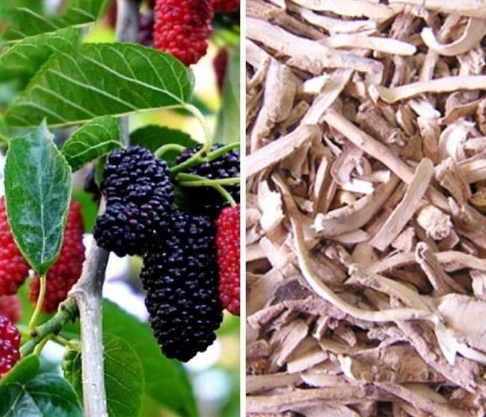 Tang Bạch Bì Có Tác Dụng Gì Với Phổi? Công Dụng, Cách Dùng Và Lưu Ý An Toàn