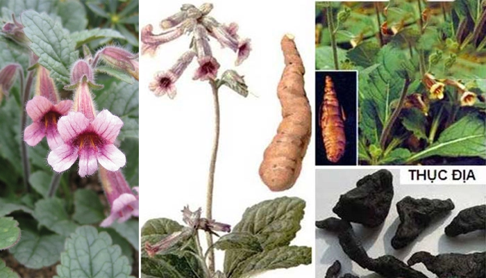 Thục địa có tác dụng gì? Ai nên và không nên dùng?