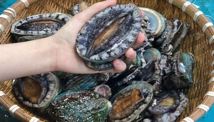 Thạch Quyết Minh Là Gì? Vị Thuốc Đông Y Giúp Sáng Mắt, Hạ Áp Hiệu Quả