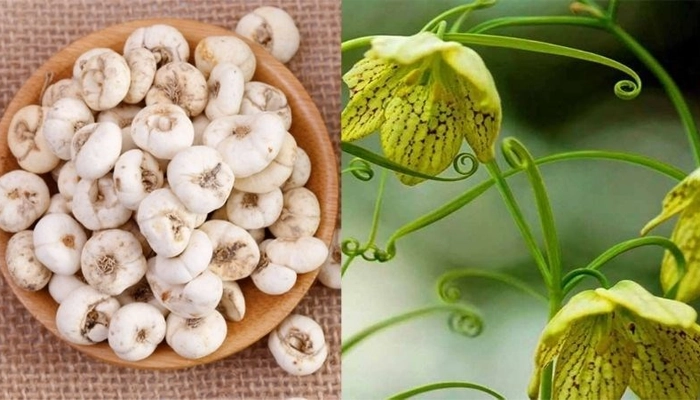 Tác Dụng Của Xuyên Bối Mẫu: Giảm Ho, Hóa Đờm, Nhuận Phế Và Cách Dùng An Toàn