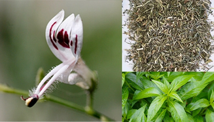 Xuyên Tâm Liên Là Gì? Lợi Ích Sức Khỏe Và Lưu Ý Khi Sử Dụng