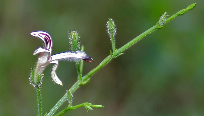 Xuyên Tâm Liên Là Gì? Lợi Ích Sức Khỏe Và Lưu Ý Khi Sử Dụng