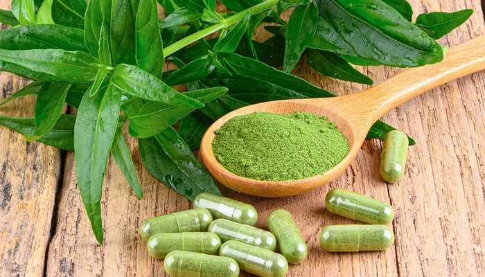 Xuyên Tâm Liên Là Gì? Lợi Ích Sức Khỏe Và Lưu Ý Khi Sử Dụng